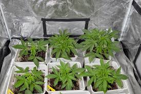 Understanding Marijuana Seeds Minnesota A Comprehensive Guide