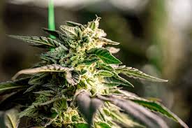 Understanding Marijuana Seeds Minnesota A Comprehensive Guide